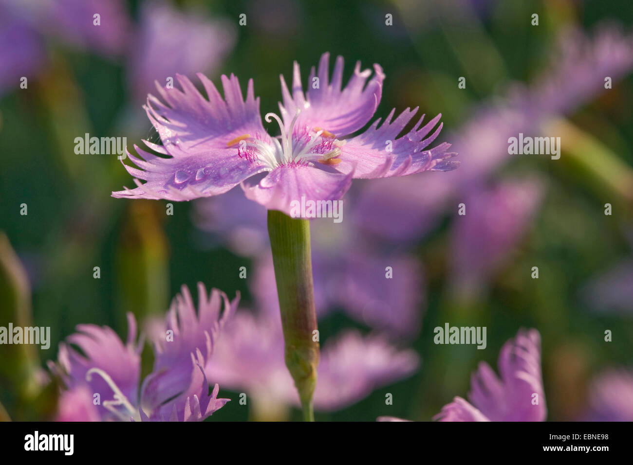 Feathered Pink, Cottage rosa (Dianthus Plumarius), fiore, Germania Foto Stock