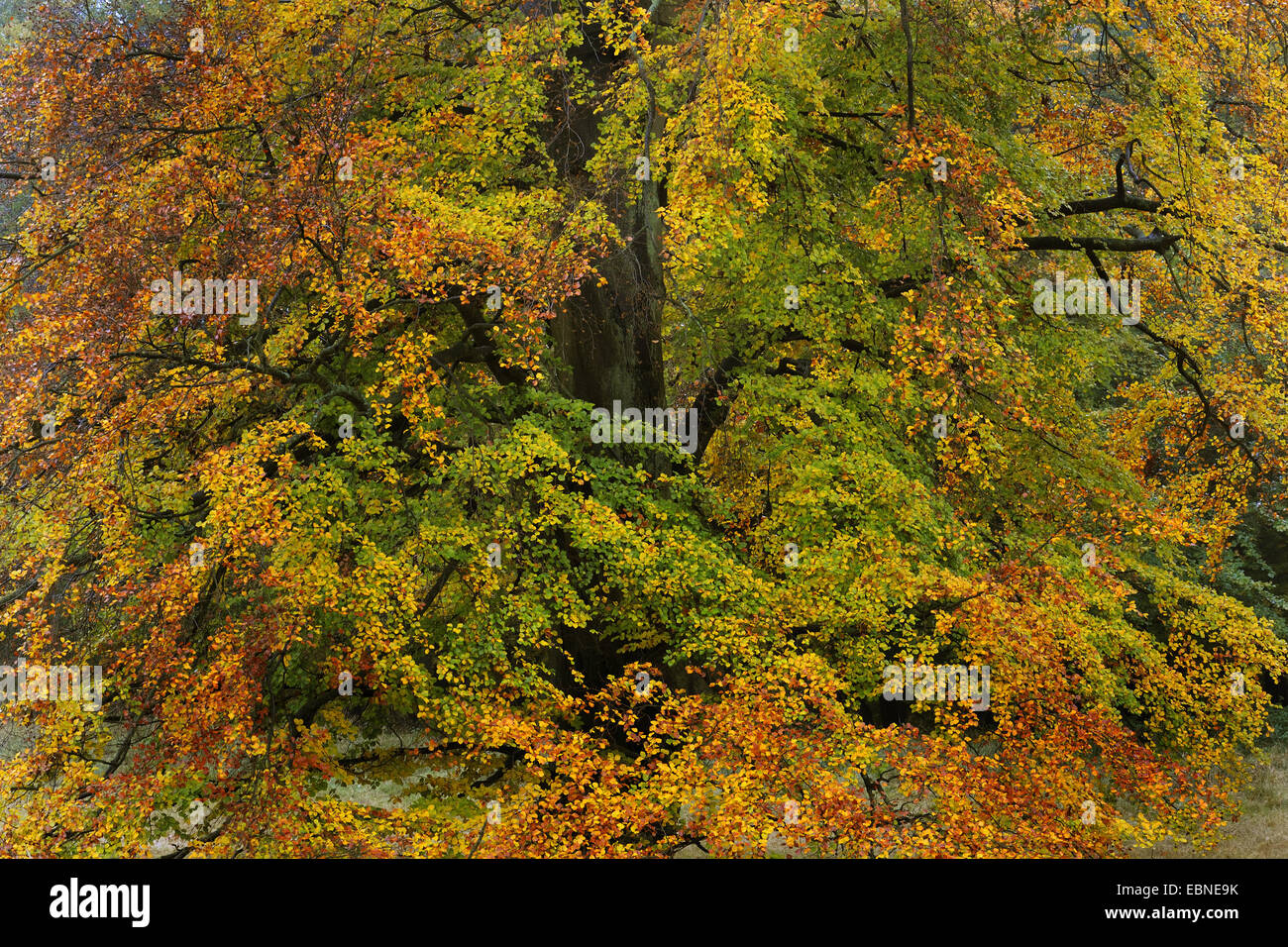 Comune di faggio (Fagus sylvatica), con foglie di autunno, Danimarca Foto Stock