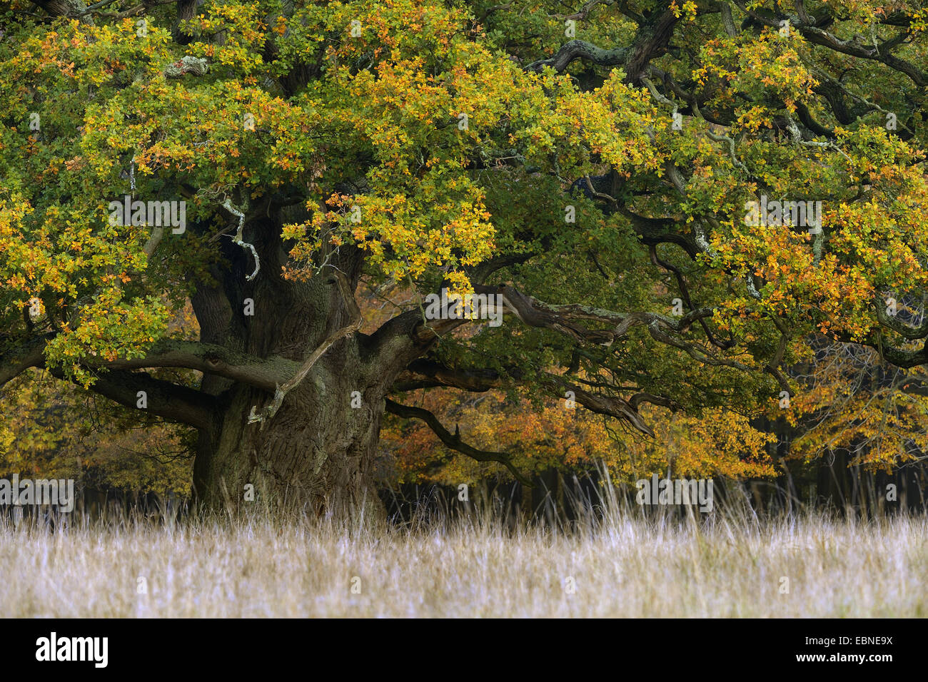 Comune di Quercia farnia, farnia (Quercus robur), diverse centinaia di anni vecchio albero con foglie di autunno, Danimarca Foto Stock