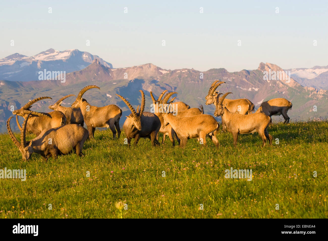 Stambecco delle Alpi (Capra ibex, Capra ibex ibex), pascolo del bestiame in un prato sul bordo di un canyon, Svizzera, Sankt Gallen, Chaeserrugg, Toggenburg Foto Stock