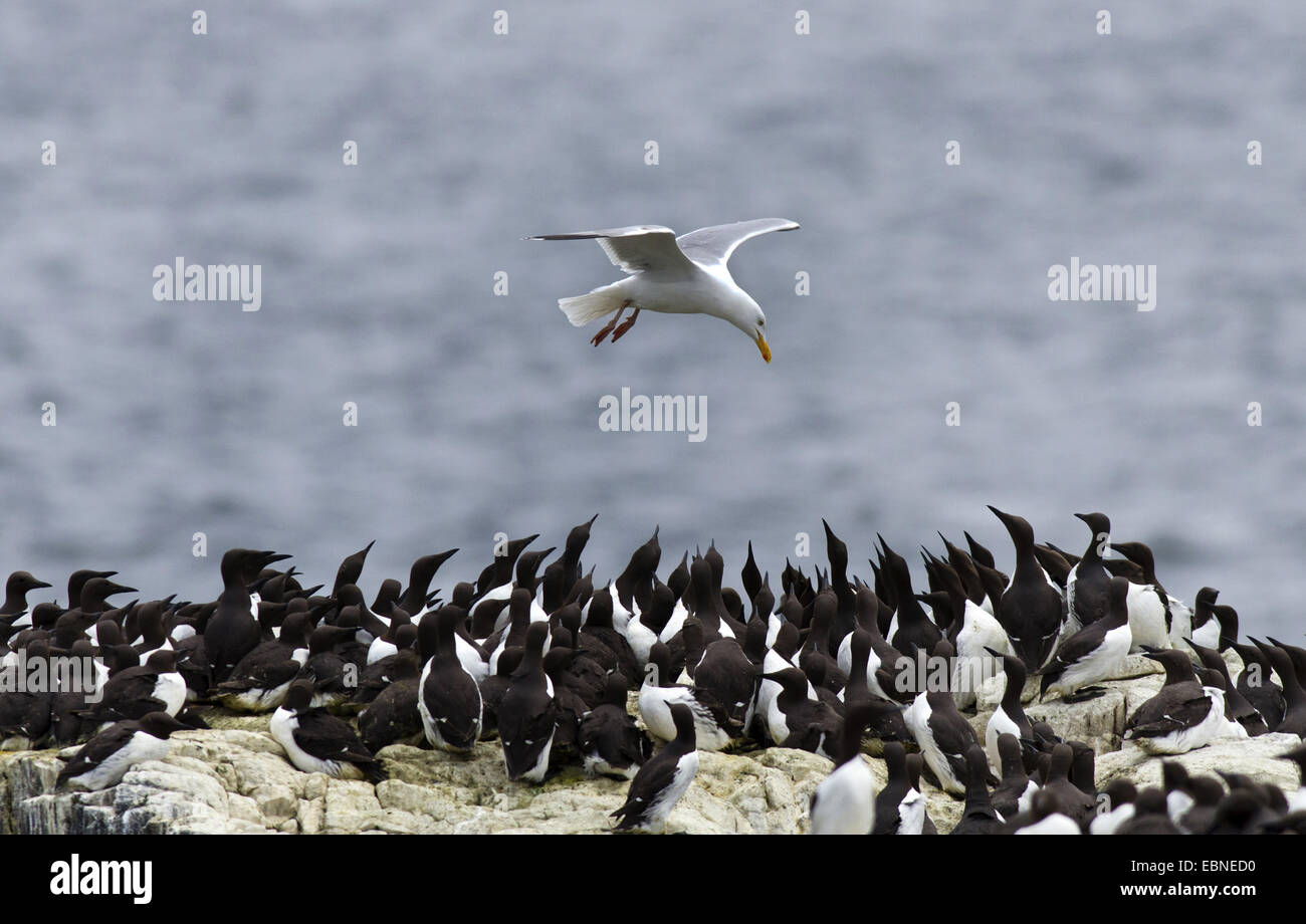 Aringa gabbiano (Larus argentatus), volando sopra la colonia di allevamento di comune guillemots, Regno Unito, Inghilterra, Northumberland, farne Islands Foto Stock