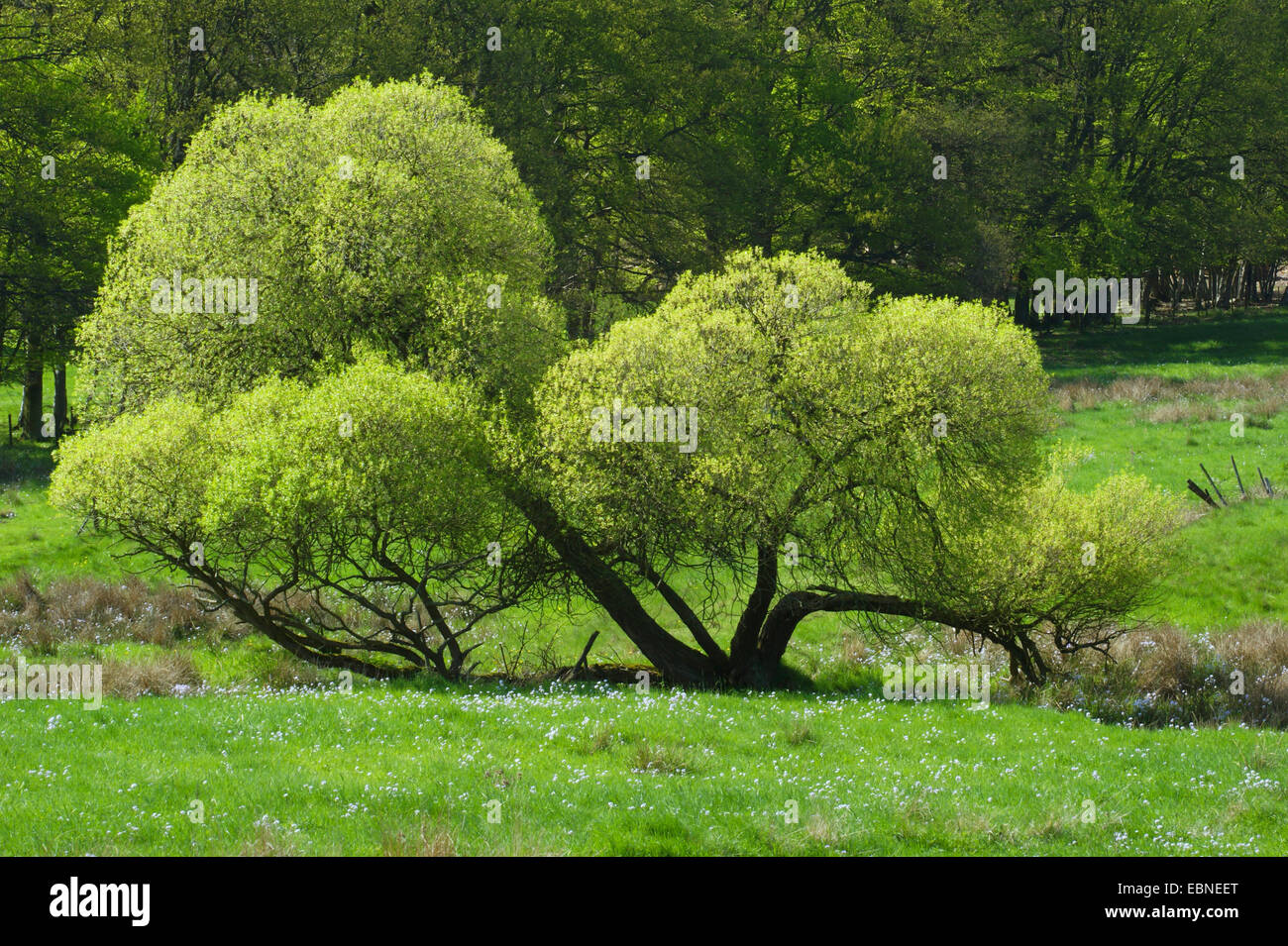 Riprese di foglia di w willow in zona umida, in Germania, in Renania settentrionale-Vestfalia, Eifel Foto Stock