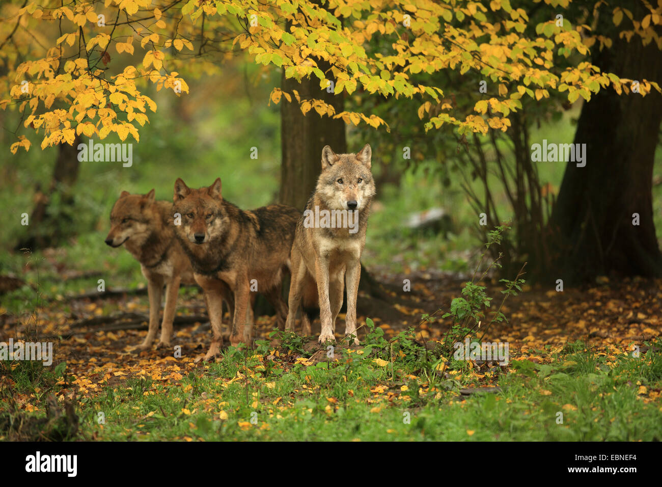 Unione lupo (Canis lupus lupus), tre lupi nel bosco in autunno, in Germania, in Baviera Foto Stock Unione lupo (Canis lupus lupus), tre lupi nel bosco in autunno, in Germania, in Baviera Foto Stock