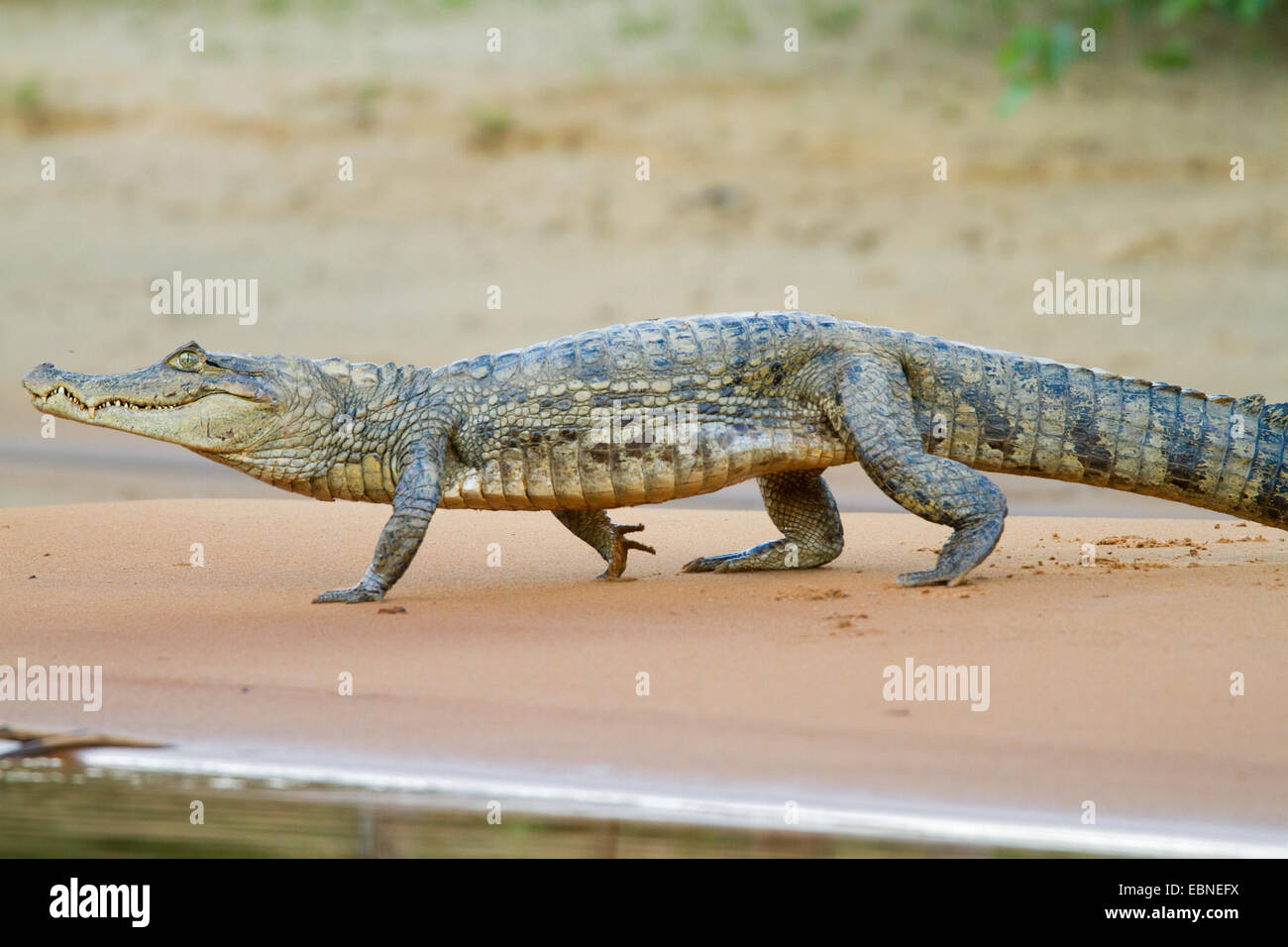 Caimano dagli occhiali (Caiman crocodilus) fiume Rupununi, Guyana, Sud America. Foto Stock