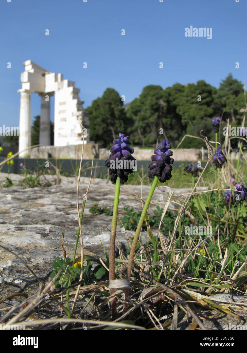 Uva scuro Giacinto (Muscari commutatum, Botryanthus commutatus), fioritura sul sito antico, Grecia, Peloponneso, Argolis, Epidauros Foto Stock
