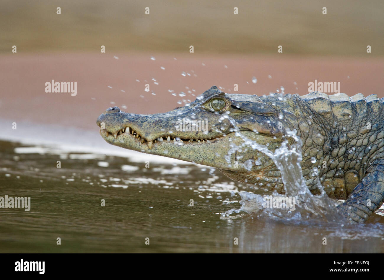 Caimano dagli occhiali (Caiman crocodilus) entrando in fiume fiume Rupununi, Guyana, Sud America. Foto Stock