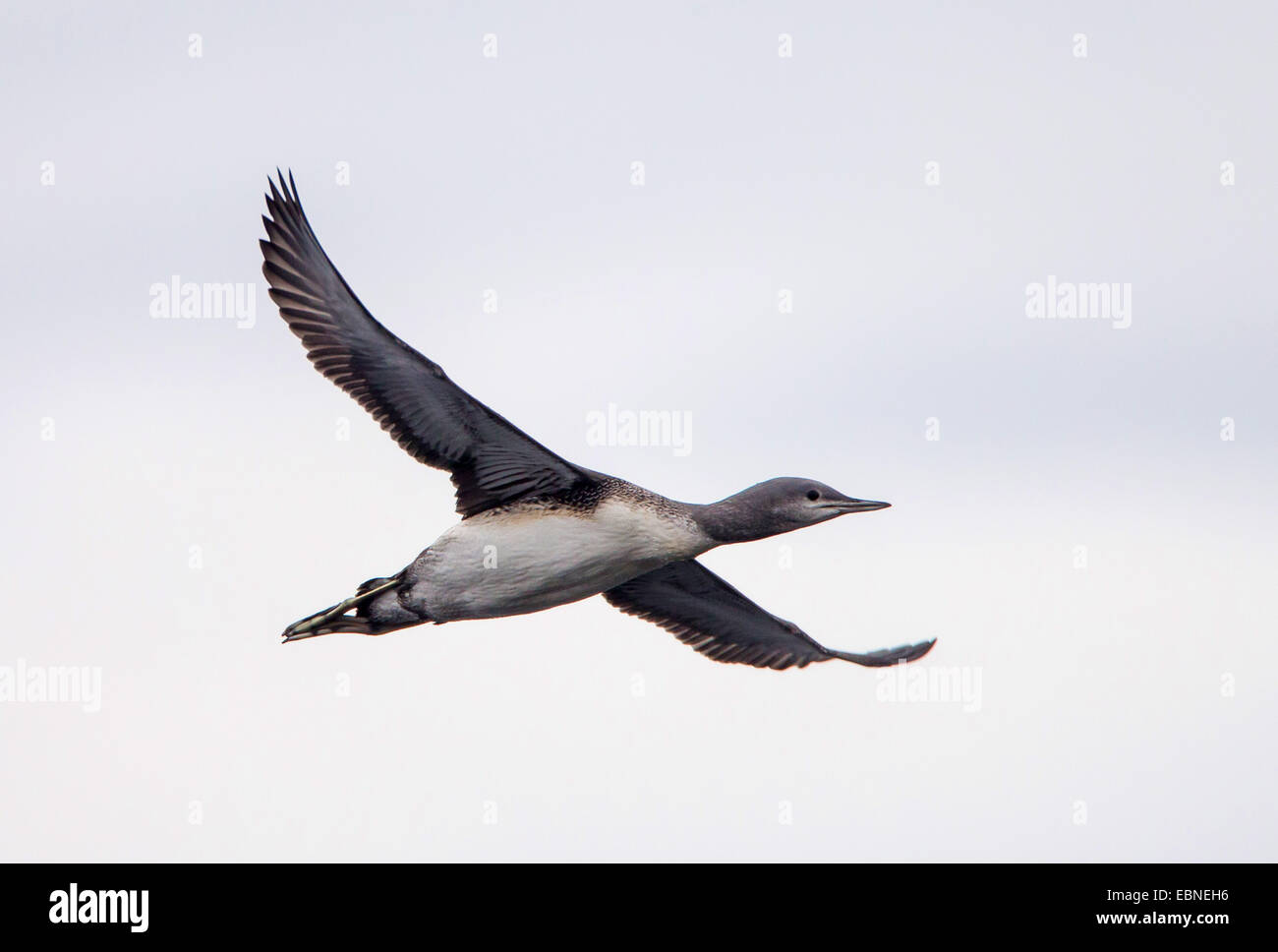 Rosso-throated diver (Gavia stellata), giovani red-throated diver in volo, Norvegia, Troms Foto Stock