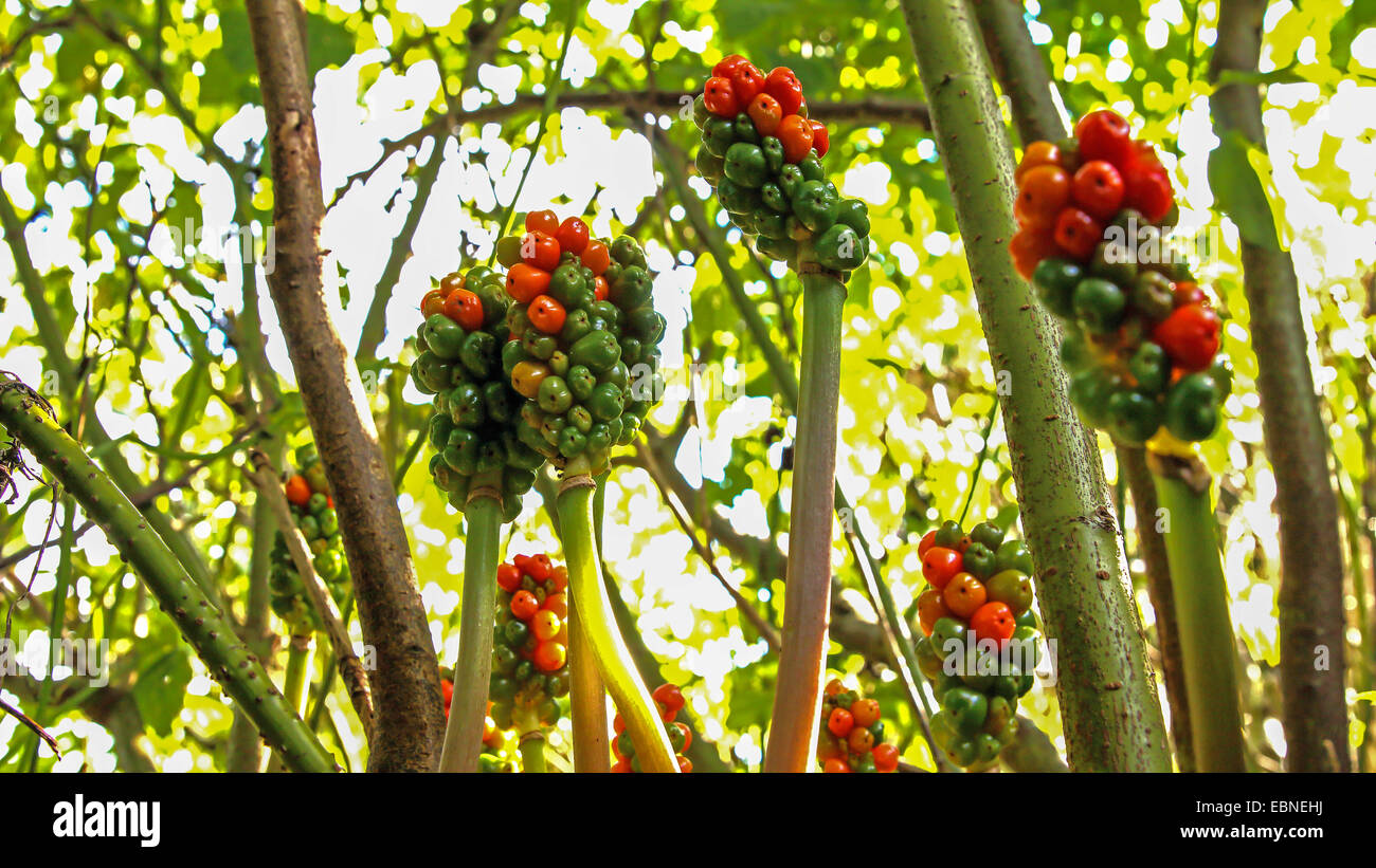 Signori e signore, portland arrow-root, cuckoopint (Arum maculatum), infructescences, Germania, Bassa Sassonia Foto Stock