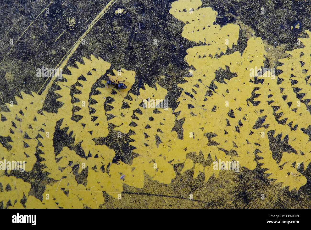 Ant sulle lumache mangiare via, Germania Foto Stock