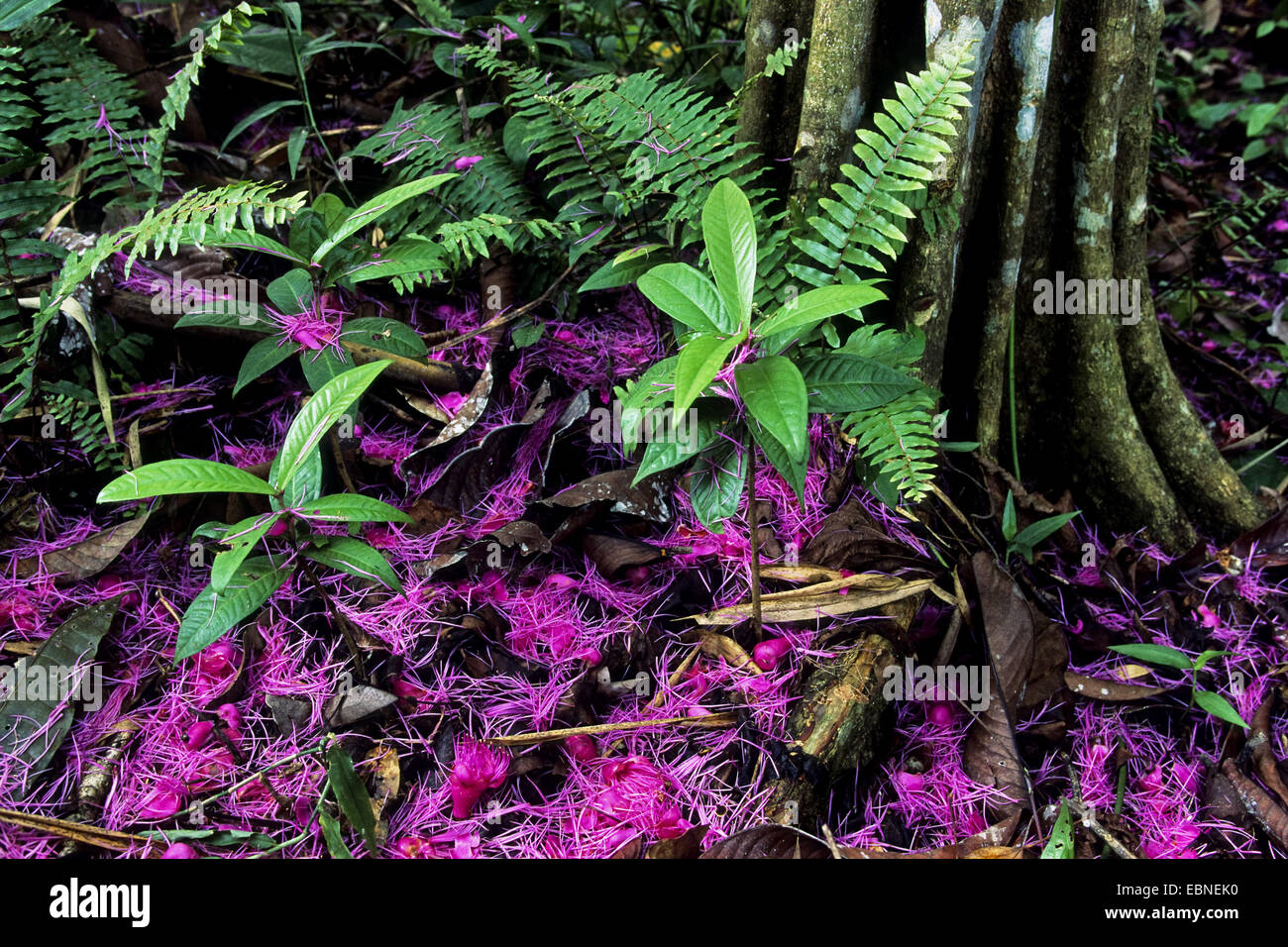 Fiori sul suolo della foresta pluviale, la foresta pluviale tropicale, Indonesia, Nuova Guinea occidentale, Irian Jaya Foto Stock