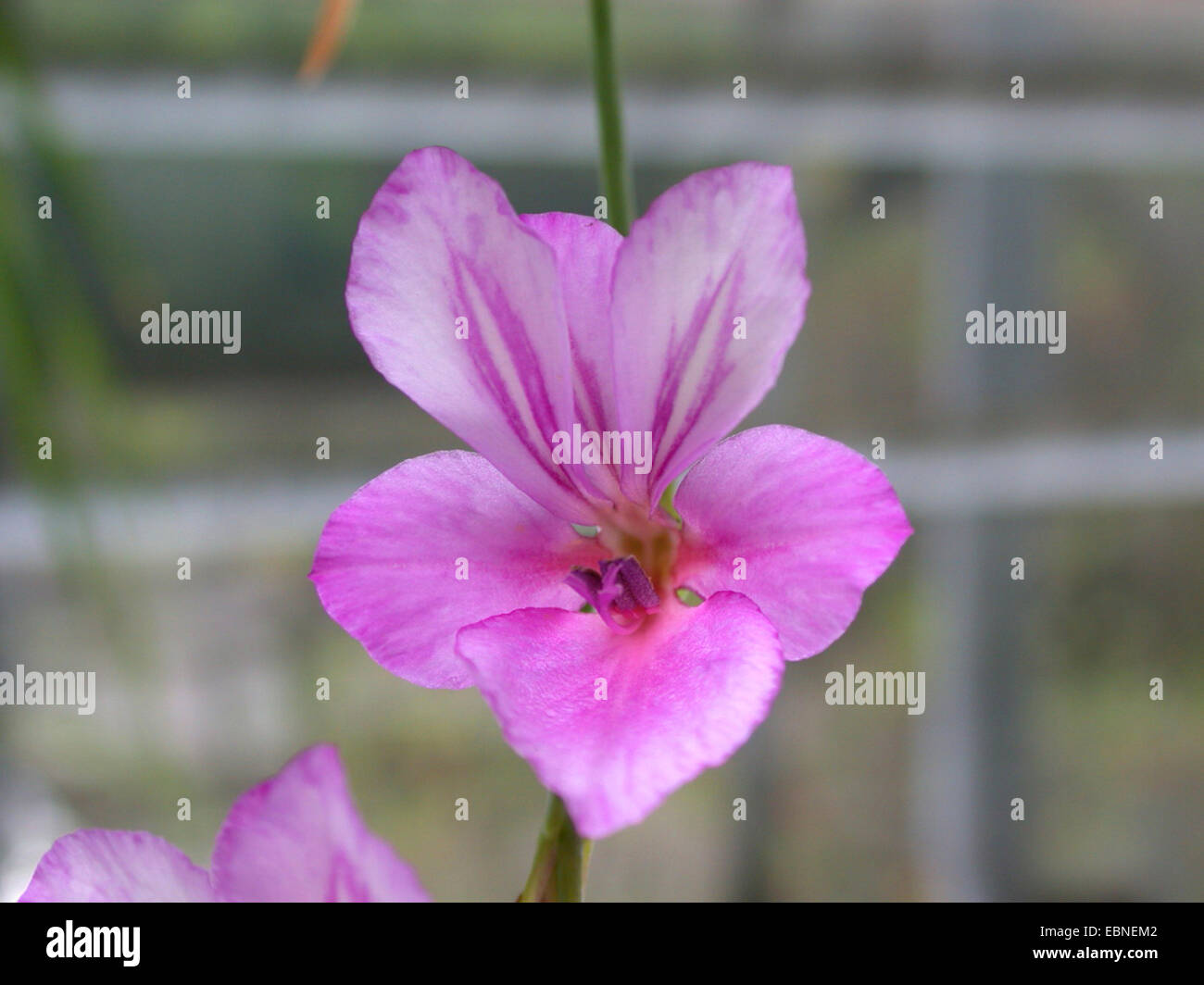 Wild gladiolus (Gladiolus Illyricus), unico fiore Foto Stock