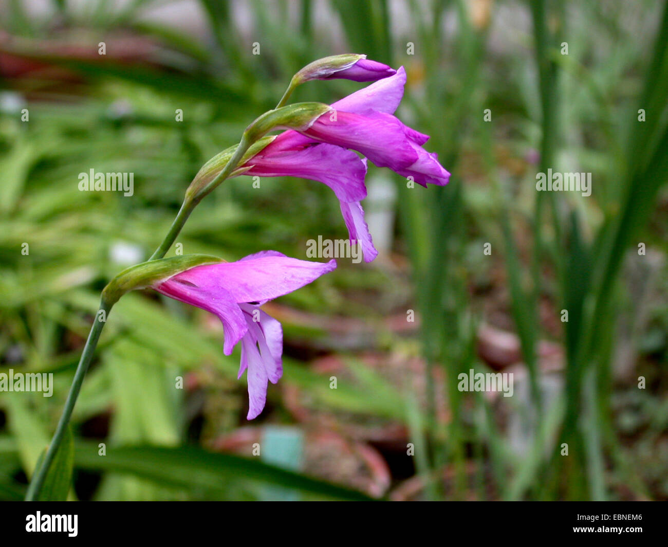 Wild gladiolus (Gladiolus Illyricus), fiore Foto Stock
