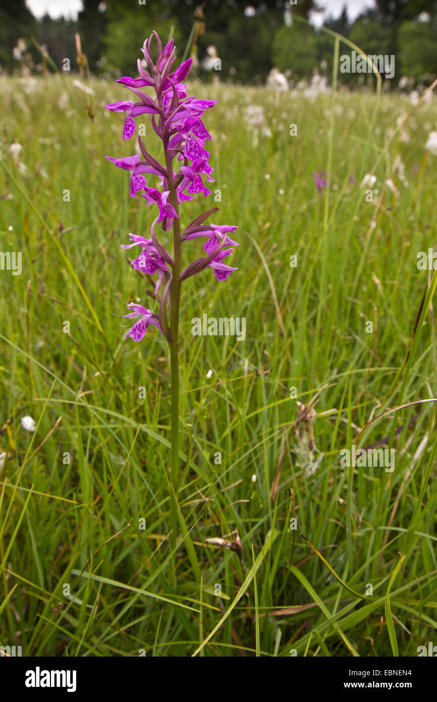 Orchidea (cfr. Orchis palustris), che fiorisce in un cotone erba prato, in Germania, in Baviera, Staffelsee Foto Stock