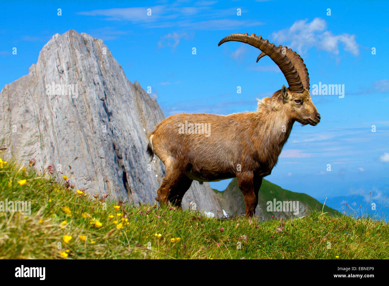 Stambecco delle Alpi (Capra ibex, Capra ibex ibex), in piedi di fronte ad uno scenario di montagna, Svizzera, Alpstein, Altmann Foto Stock