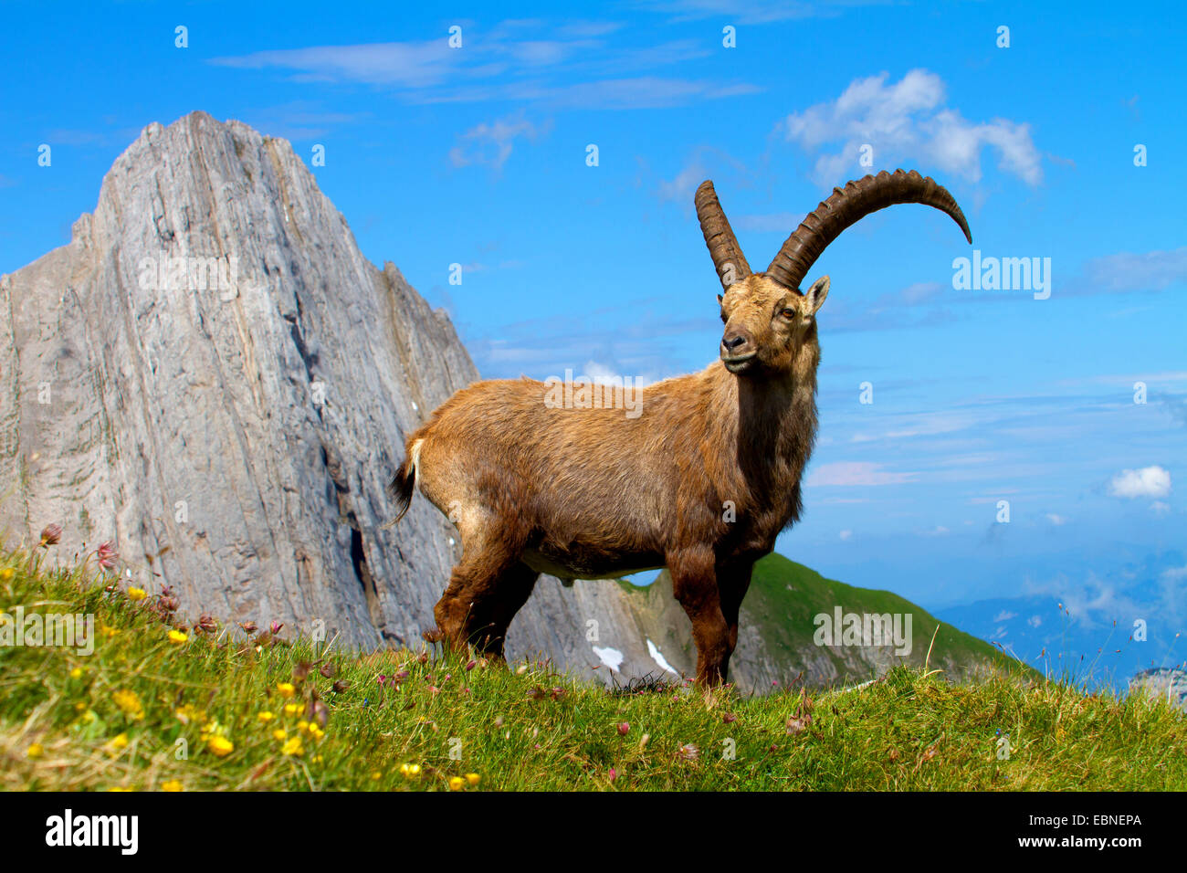 Stambecco delle Alpi (Capra ibex, Capra ibex ibex), in piedi di fronte ad uno scenario di montagna, Svizzera, Alpstein, Altmann Foto Stock