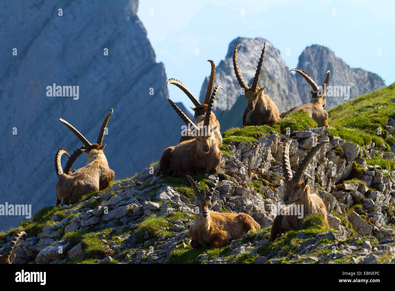 Stambecco delle Alpi (Capra ibex, Capra ibex ibex), gruppo giacente sulla cresta di fronte a uno scenario di montagna, Svizzera, Alpstein, Altmann Foto Stock