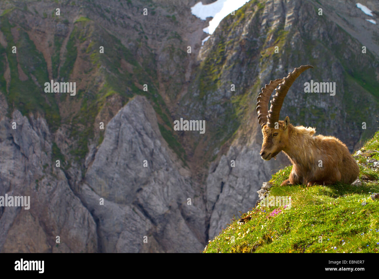 Stambecco delle Alpi (Capra ibex, Capra ibex ibex), giacenti su sperone di erba nel paesaggio di montagna, Svizzera, Alpstein, Saentis Foto Stock