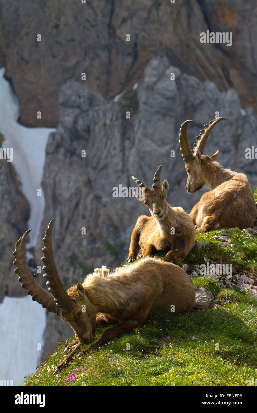 Stambecco delle Alpi (Capra ibex, Capra ibex ibex), tre lo stambecco giacente su sperone di erba nel paesaggio di montagna, Svizzera, Alpstein, Saentis Foto Stock