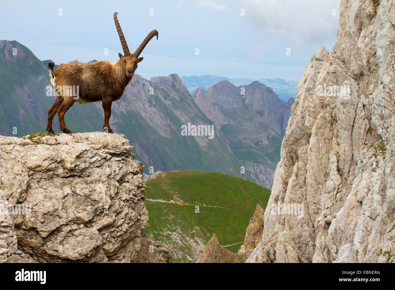 Stambecco delle Alpi (Capra ibex, Capra ibex ibex), permanente sulla sperone di roccia, Svizzera, Alpstein, Saentis Foto Stock
