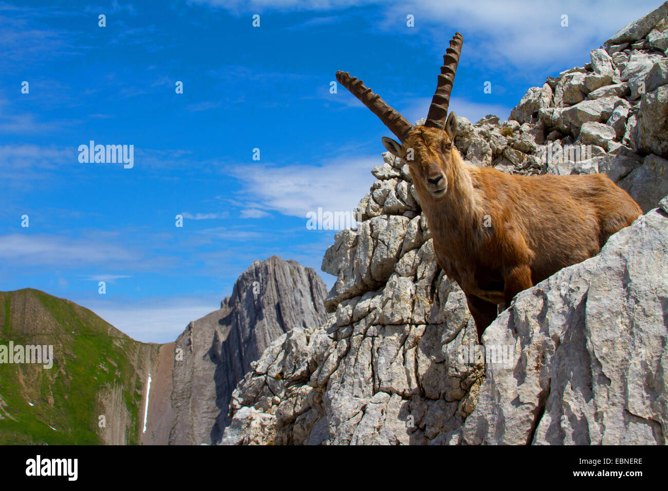 Stambecco delle Alpi (Capra ibex, Capra ibex ibex), in piedi nel paesaggio roccioso, Svizzera, Alpstein, Altmann Foto Stock