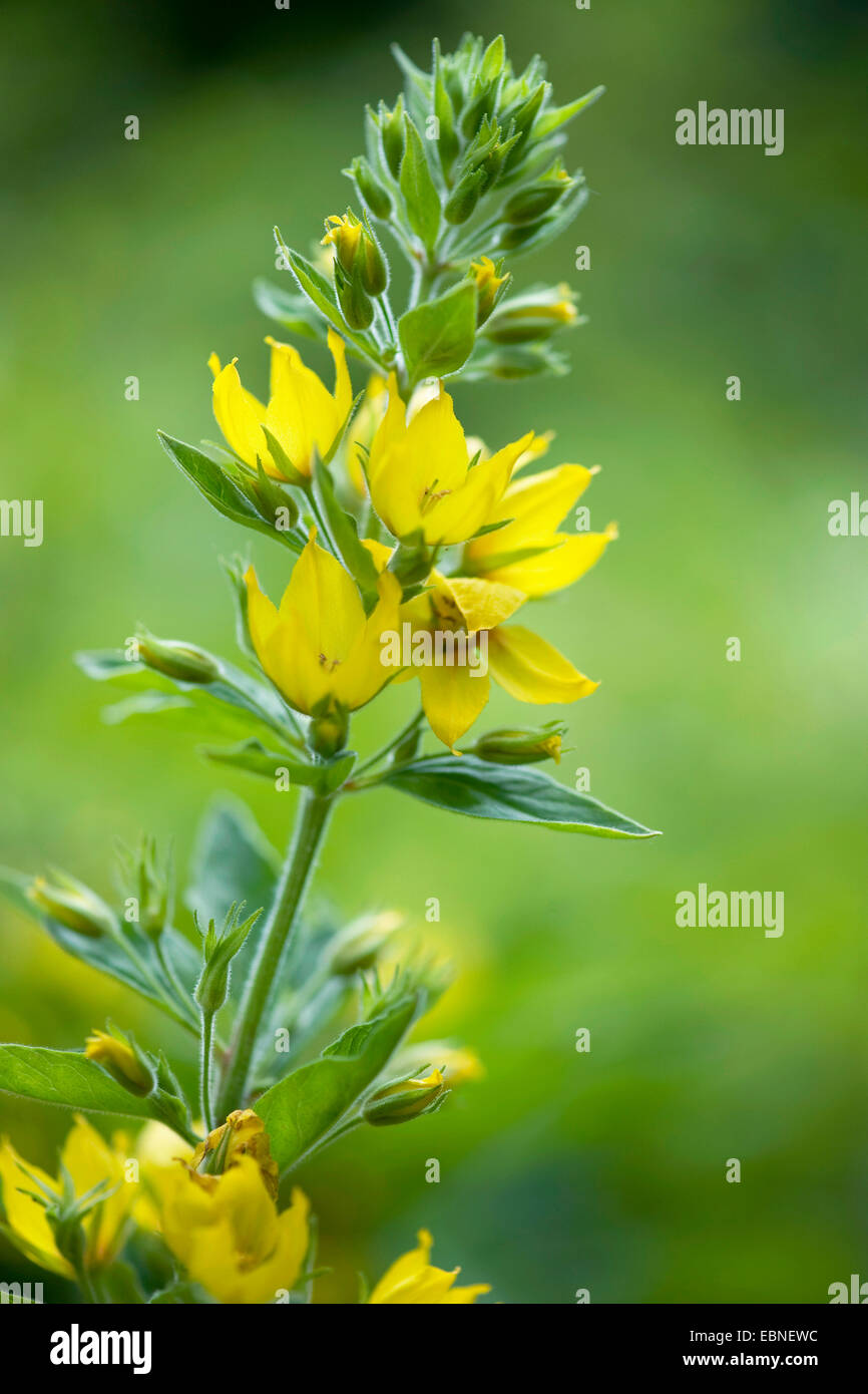 Avvistato (loosestrife Lysimachia punctata), infiorescenza, Germania Foto Stock