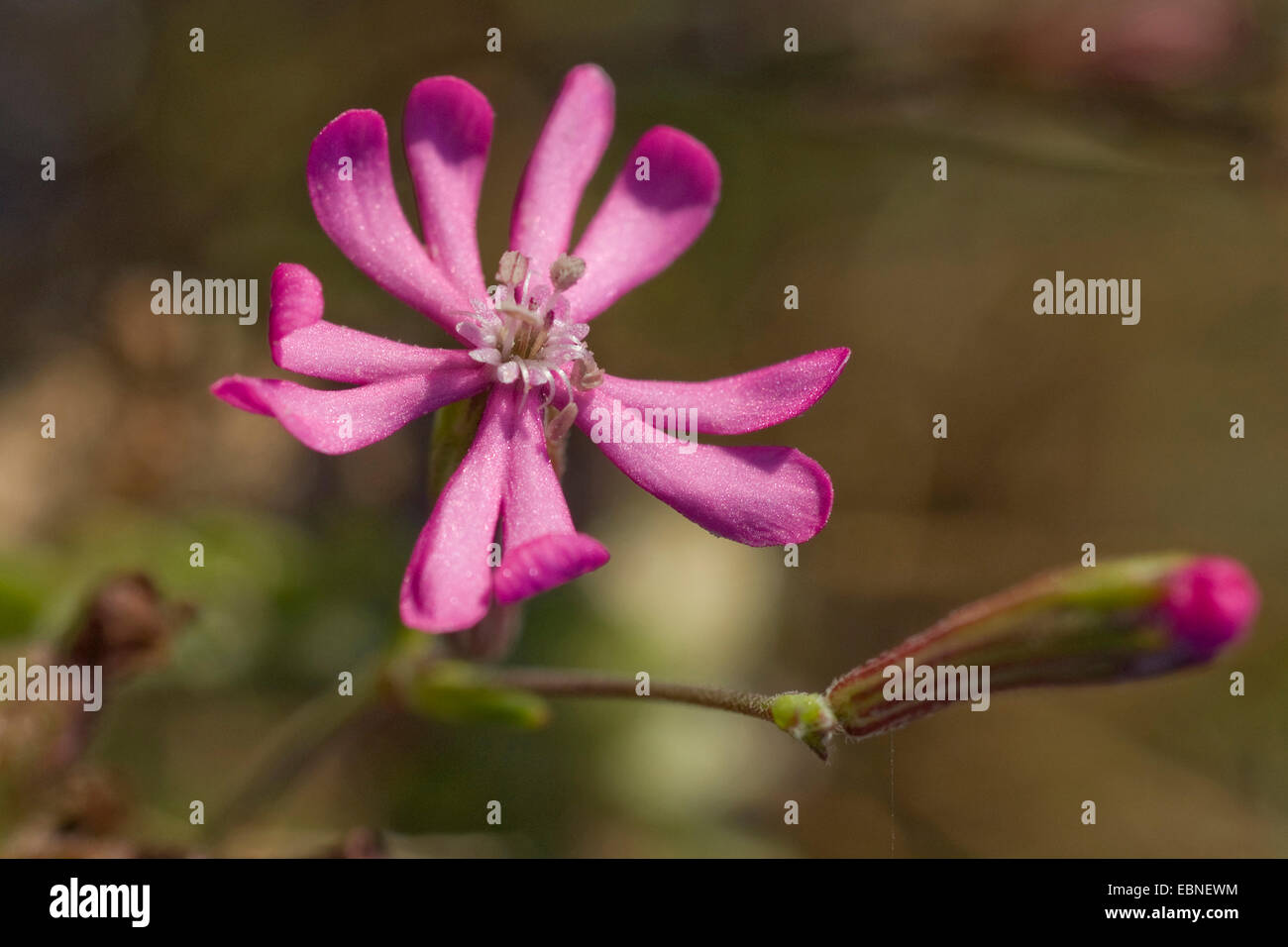 La nana rosa Star, Cloven-Petalled Campion, Mediterraneo (Catchfly Silene colorata), fiore Foto Stock