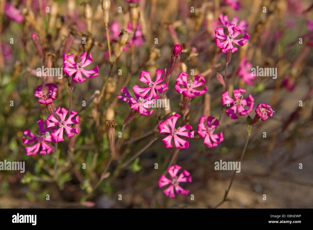 La nana rosa Star, Cloven-Petalled Campion, Mediterraneo (Catchfly Silene colorata), fioritura Foto Stock