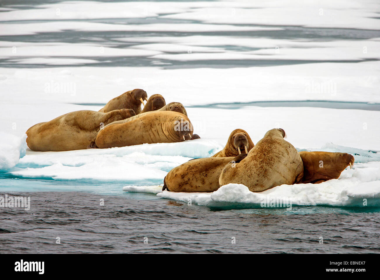 Tricheco (Odobenus rosmarus), trichechi giacente sul ghiaccio di moto, Norvegia Isole Svalbard Foto Stock