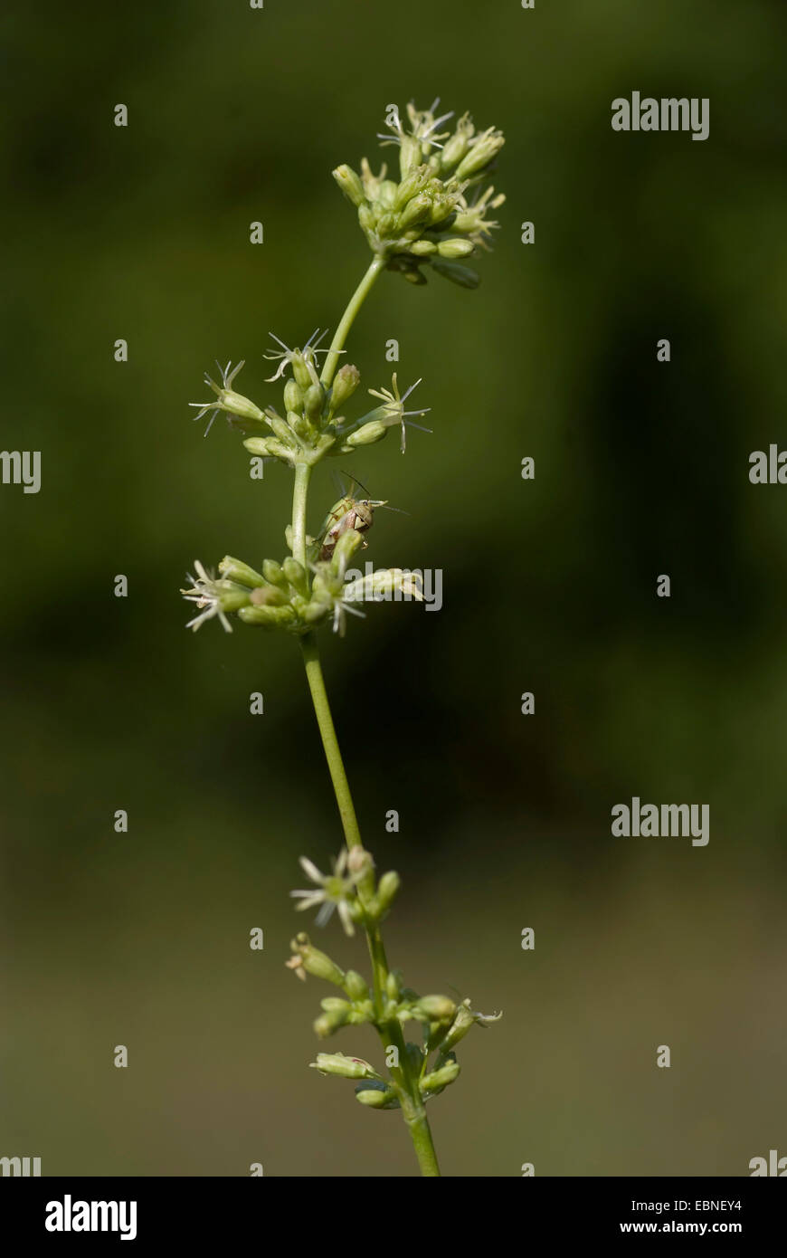 Spagnolo (catchfly Silene otiti), infiorescenza, Germania Foto Stock