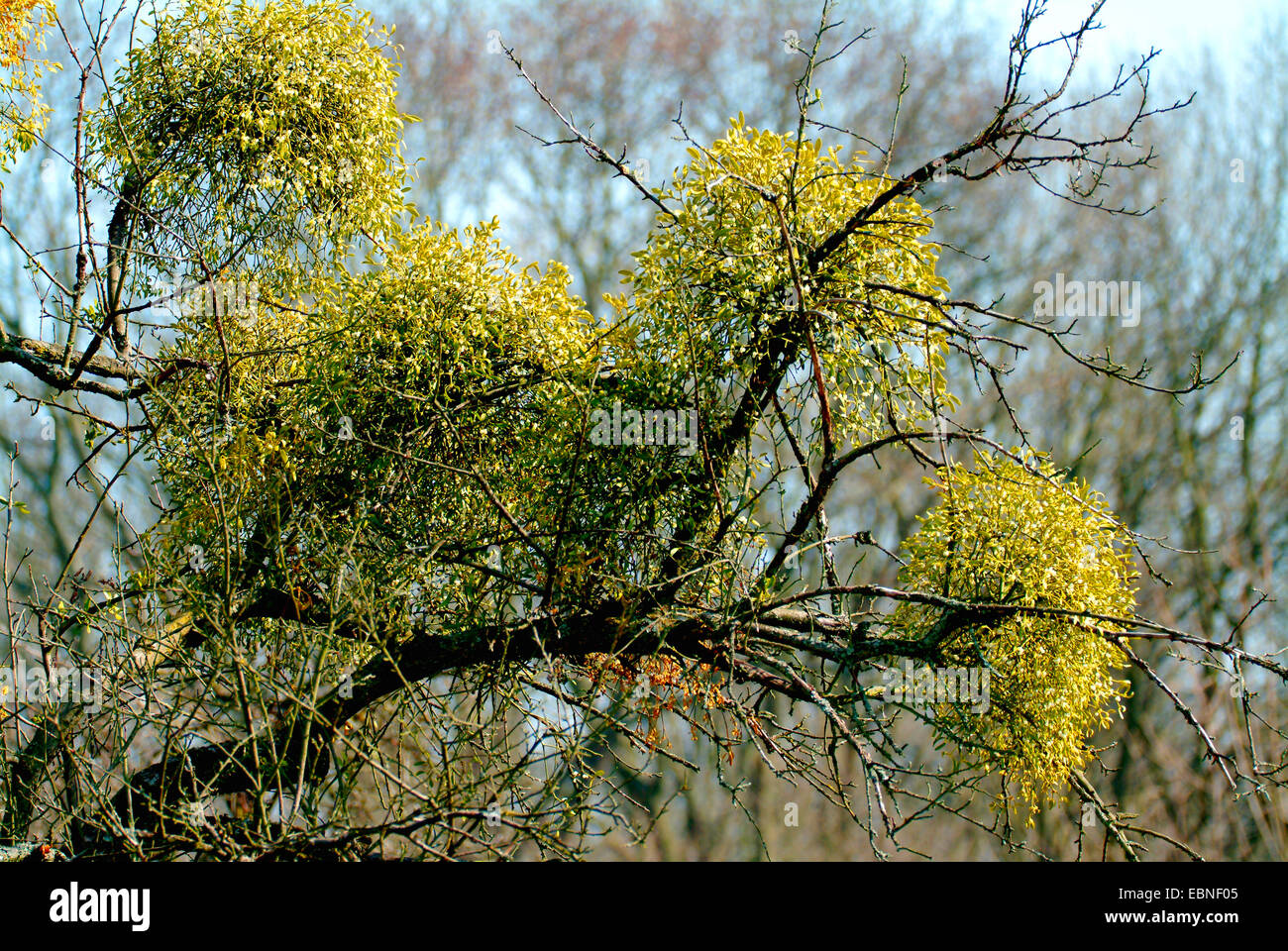 Vischio, Birdlime vischio (Viscum album subsp. album, Viscum album), mistletoes su un ramo in inverno, Germania Foto Stock