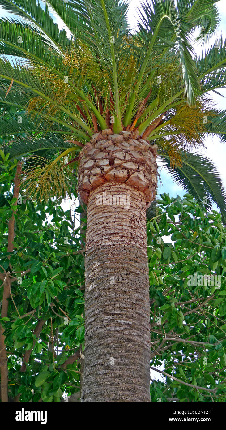 Isola Canarie data palm (Phoenix canariensis), particolare della corona con basi di taglio di foglie vecchie, Spagna, Balearen, Maiorca Foto Stock