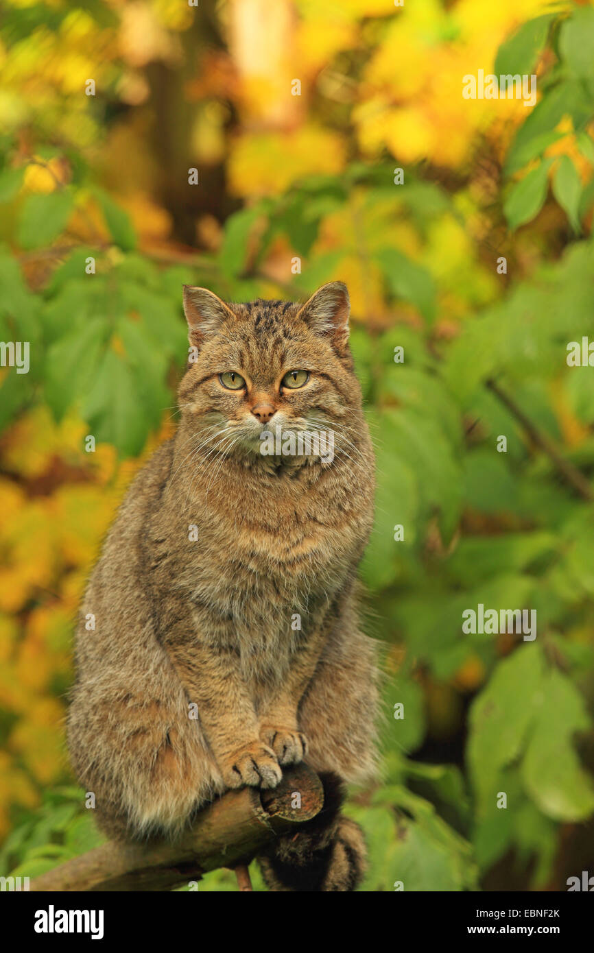 Gatto selvatico europeo, foresta gatto selvatico (Felis silvestris silvestris), seduto su un bastone di legno, in Germania, in Baviera Foto Stock