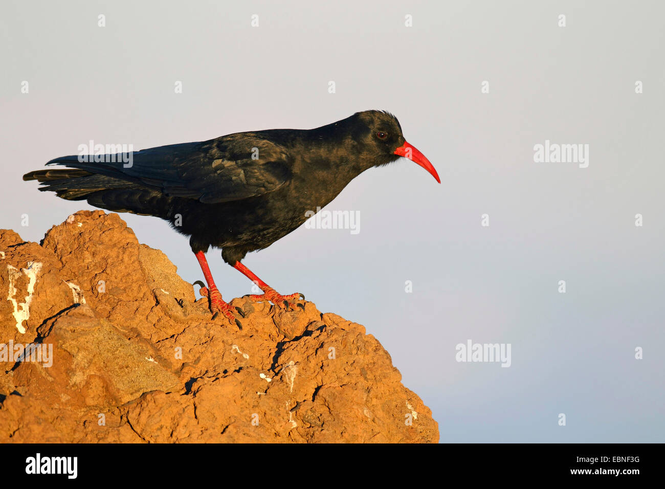 Rosso-fatturate (CHOUGH Pyrrhocorax pyrrhocorax), in piedi su una roccia e isole Canarie La Palma Foto Stock