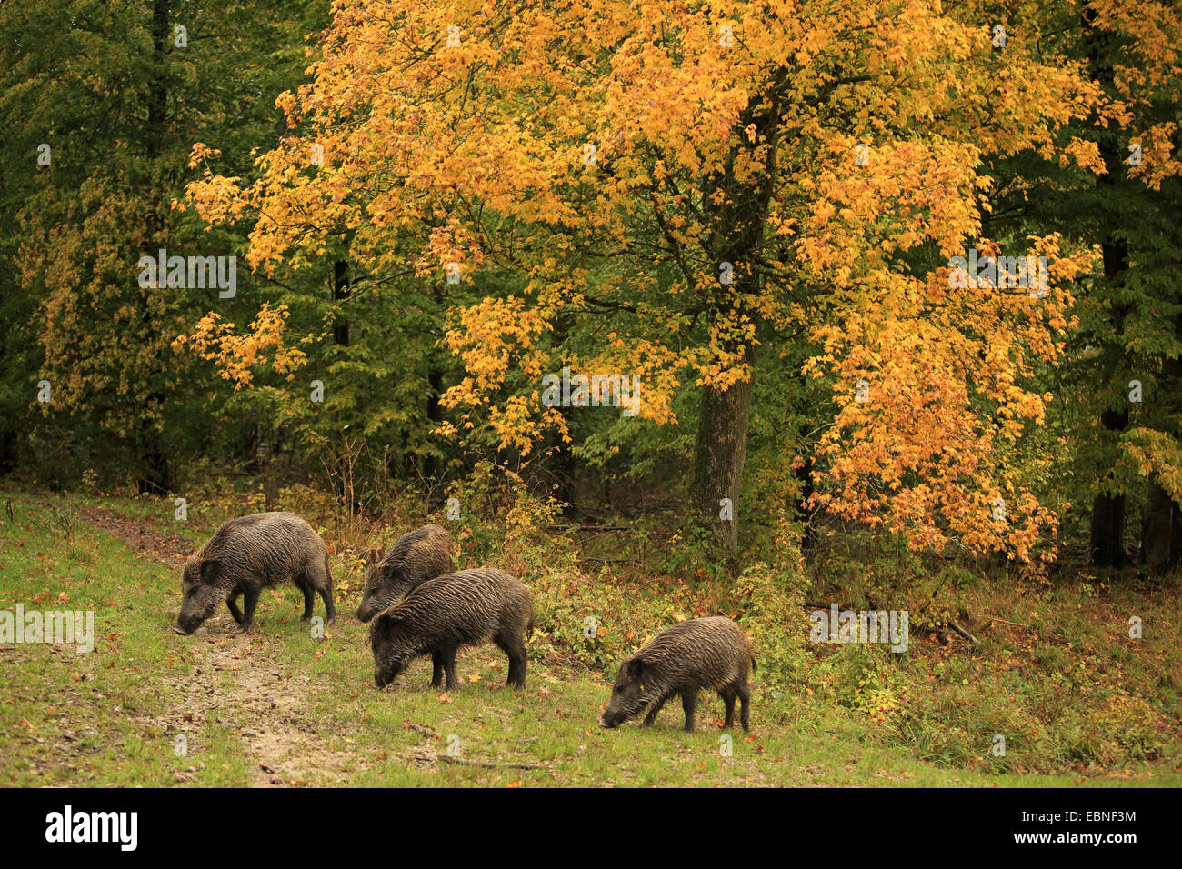 Il cinghiale, maiale, il cinghiale (Sus scrofa), pack in autunno, mangiare in una radura, GERMANIA Baden-Wuerttemberg Foto Stock