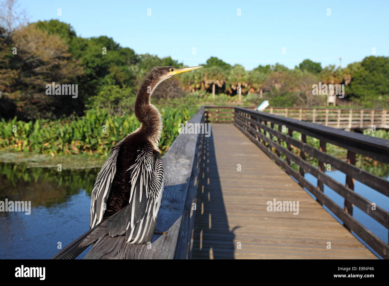American darter (Anhinga anhinga), immaturi bird seduto sulla ringhiera di un gangplank, STATI UNITI D'AMERICA, Florida Foto Stock