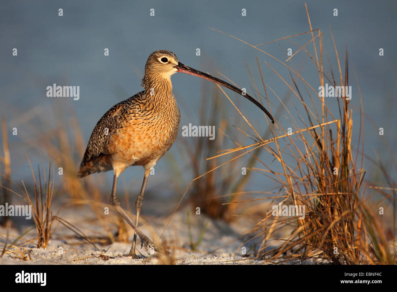 A lungo fatturate (curlew Numenius americanus), curlew andando sulla spiaggia, STATI UNITI D'AMERICA, Florida Foto Stock