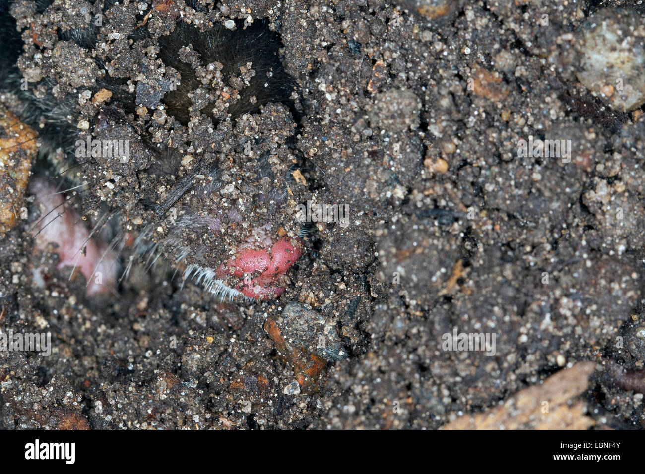 Unione mole, comune mole, Northern mole (Talpa europaea), guardando fuori una mole hill nel giardino, Germania Foto Stock