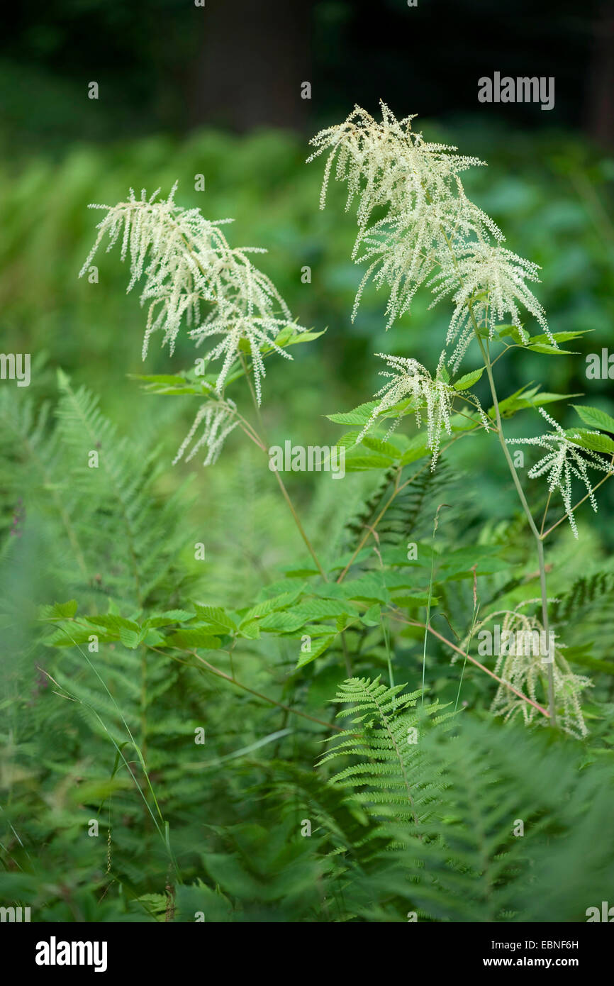 Di capra spiraea barba, comune (goatsbeard Aruncus dioicus), fioritura, Germania Foto Stock