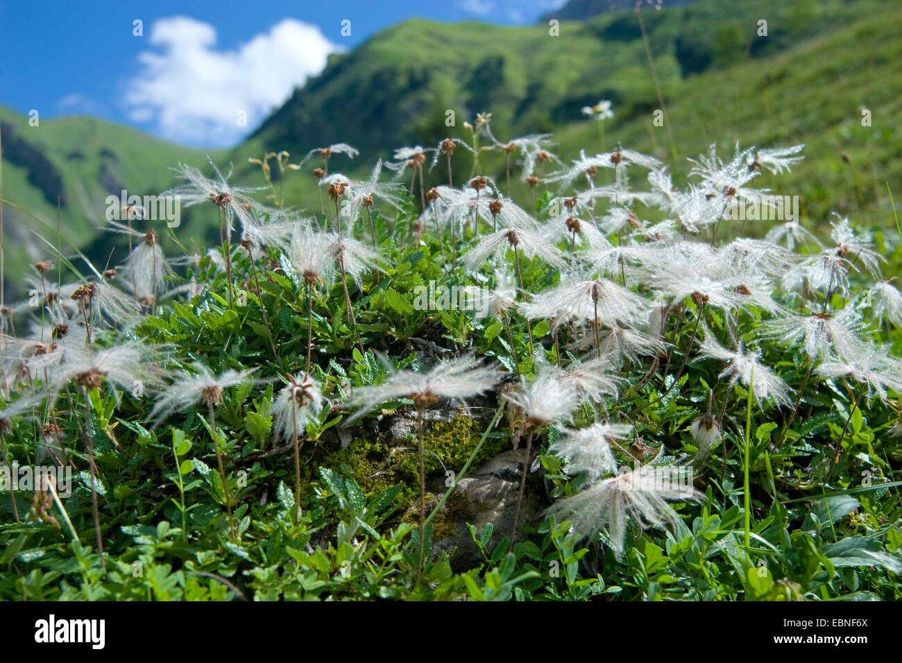 Mountain avens (Dryas octopetala), la fruttificazione in un prato di montagna nella valle Oytal, in Germania, in Baviera, Allgaeu Foto Stock