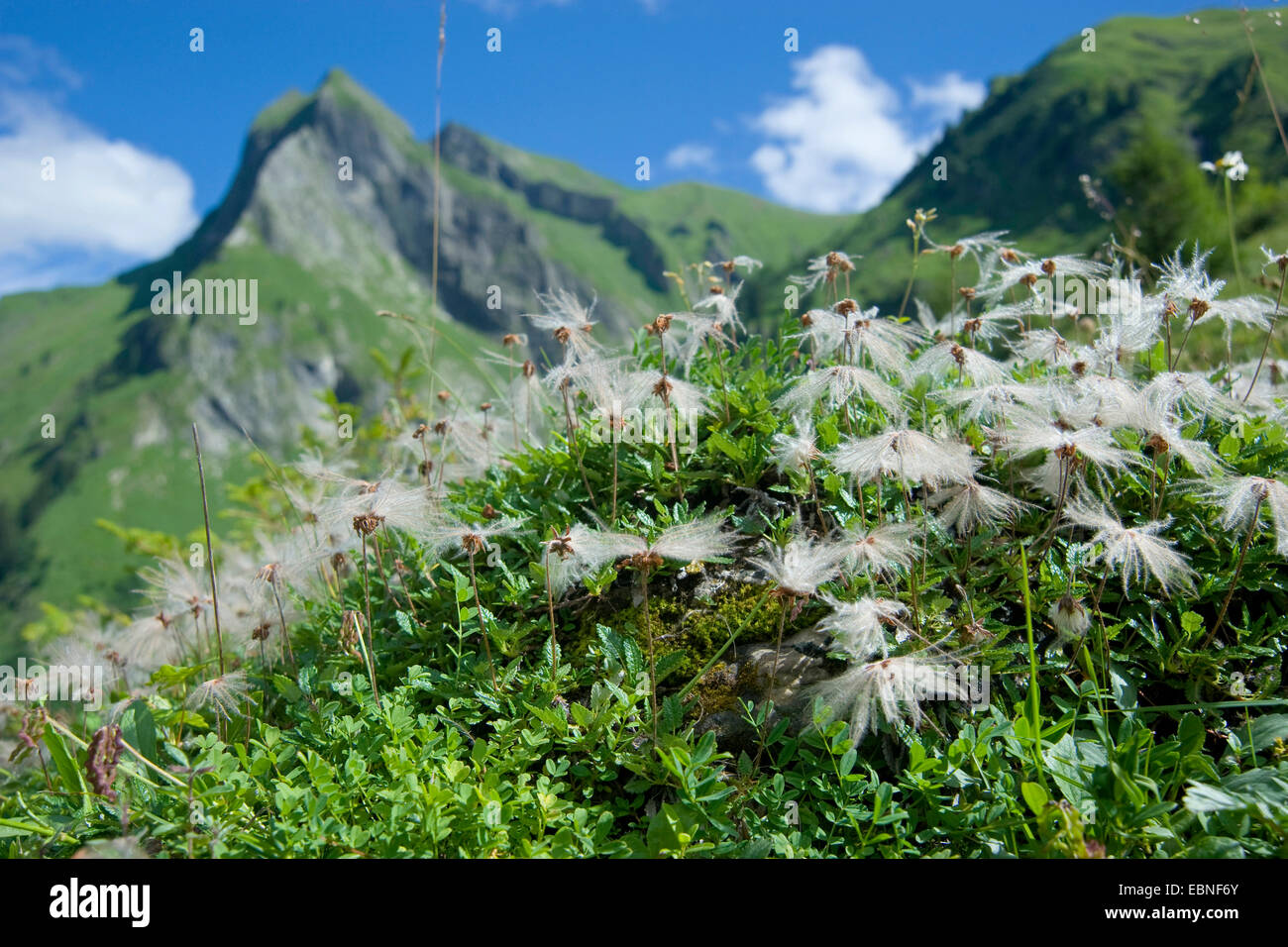Mountain avens (Dryas octopetala), la fruttificazione in un prato di montagna nella valle Oytal, in Germania, in Baviera, Allgaeu Foto Stock