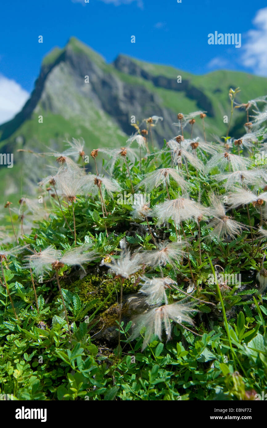 Mountain avens (Dryas octopetala), la fruttificazione in un prato di montagna nella valle Oytal, in Germania, in Baviera, Allgaeu Foto Stock
