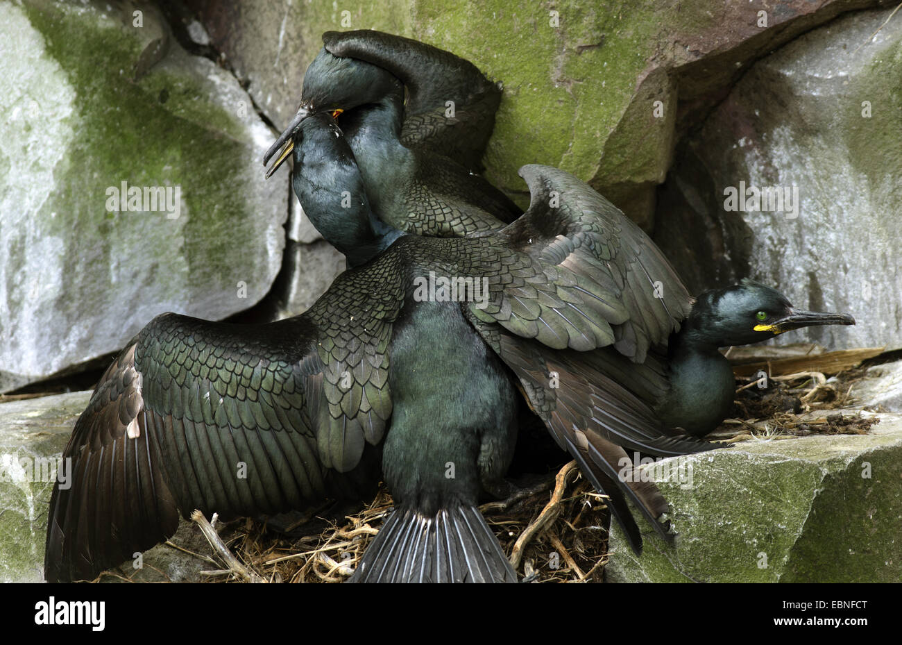 Il marangone dal ciuffo (phalacrocorax aristotelis), combattendo al sito di nido, Regno Unito, Inghilterra, Northumberland, farne Islands Foto Stock