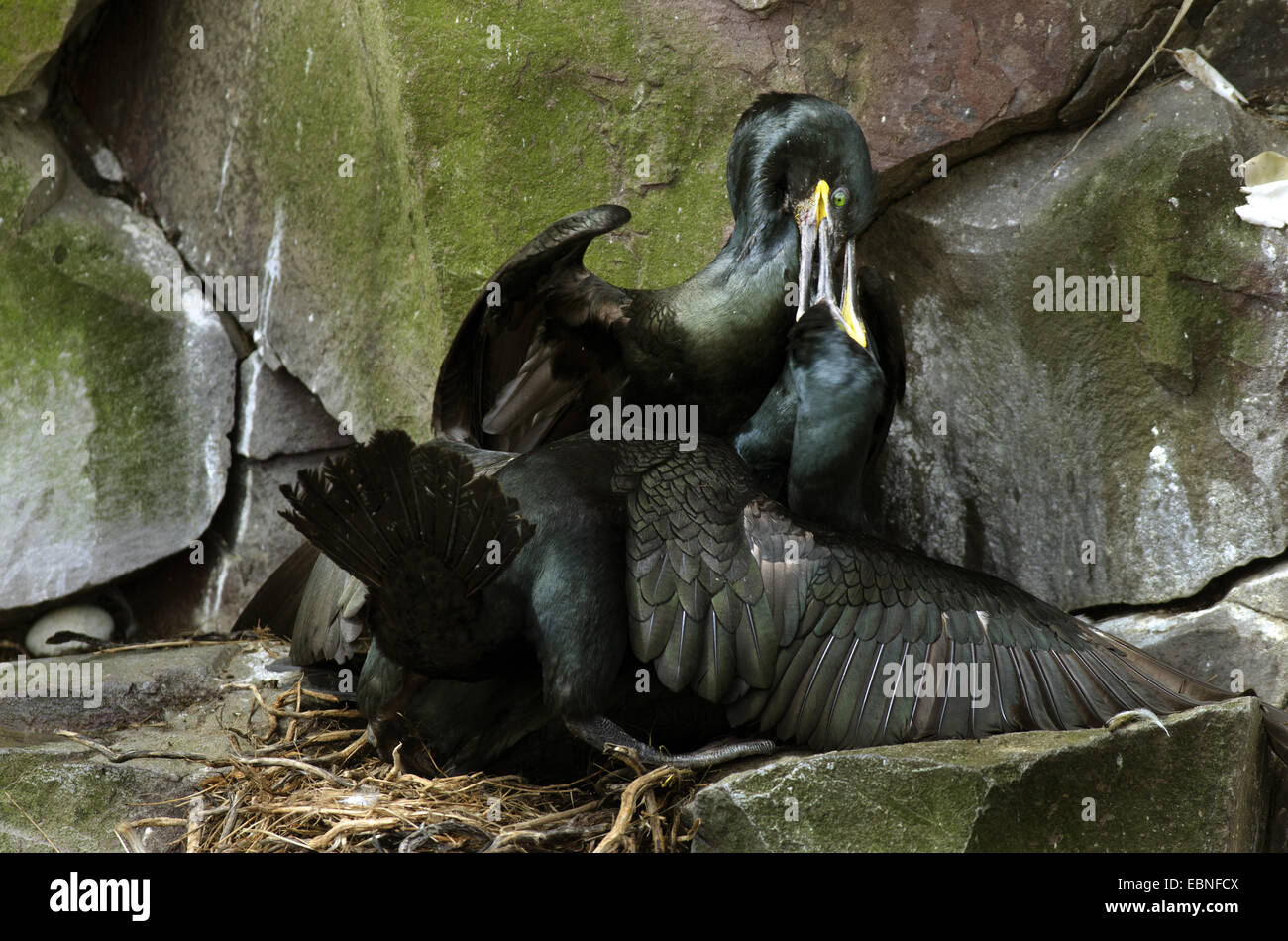 Il marangone dal ciuffo (phalacrocorax aristotelis), combattendo al sito di nido, Regno Unito, Inghilterra, Northumberland, farne Islands Foto Stock