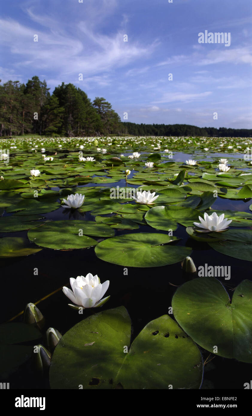 Ninfea bianca, white pond lily (Nymphaea alba), fioritura ninfee su un lago, Regno Unito, Scozia, Cairngorms National Park Foto Stock