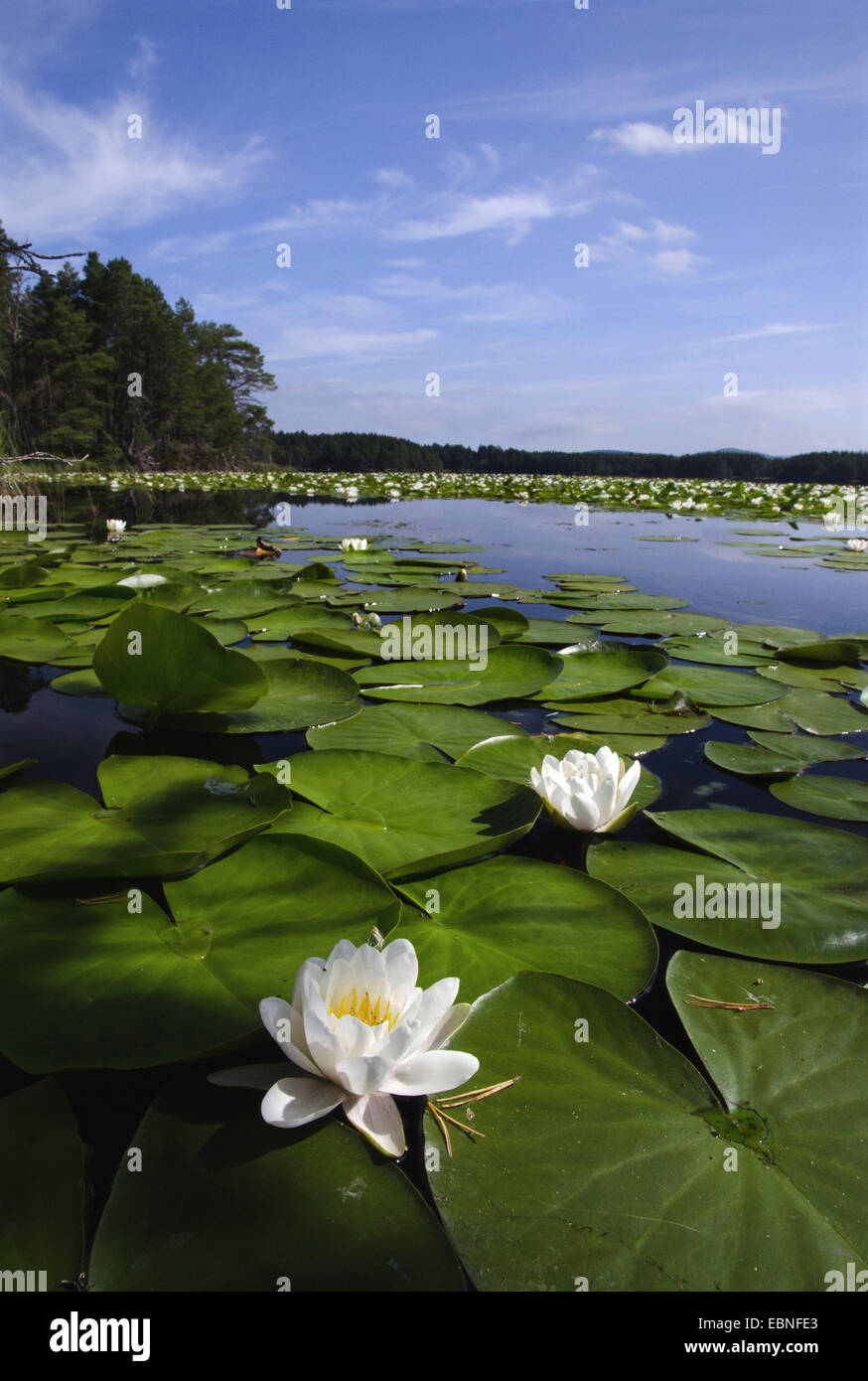 Ninfea bianca, white pond lily (Nymphaea alba), fioritura ninfee su un lago, Regno Unito, Scozia, Cairngorms National Park Foto Stock