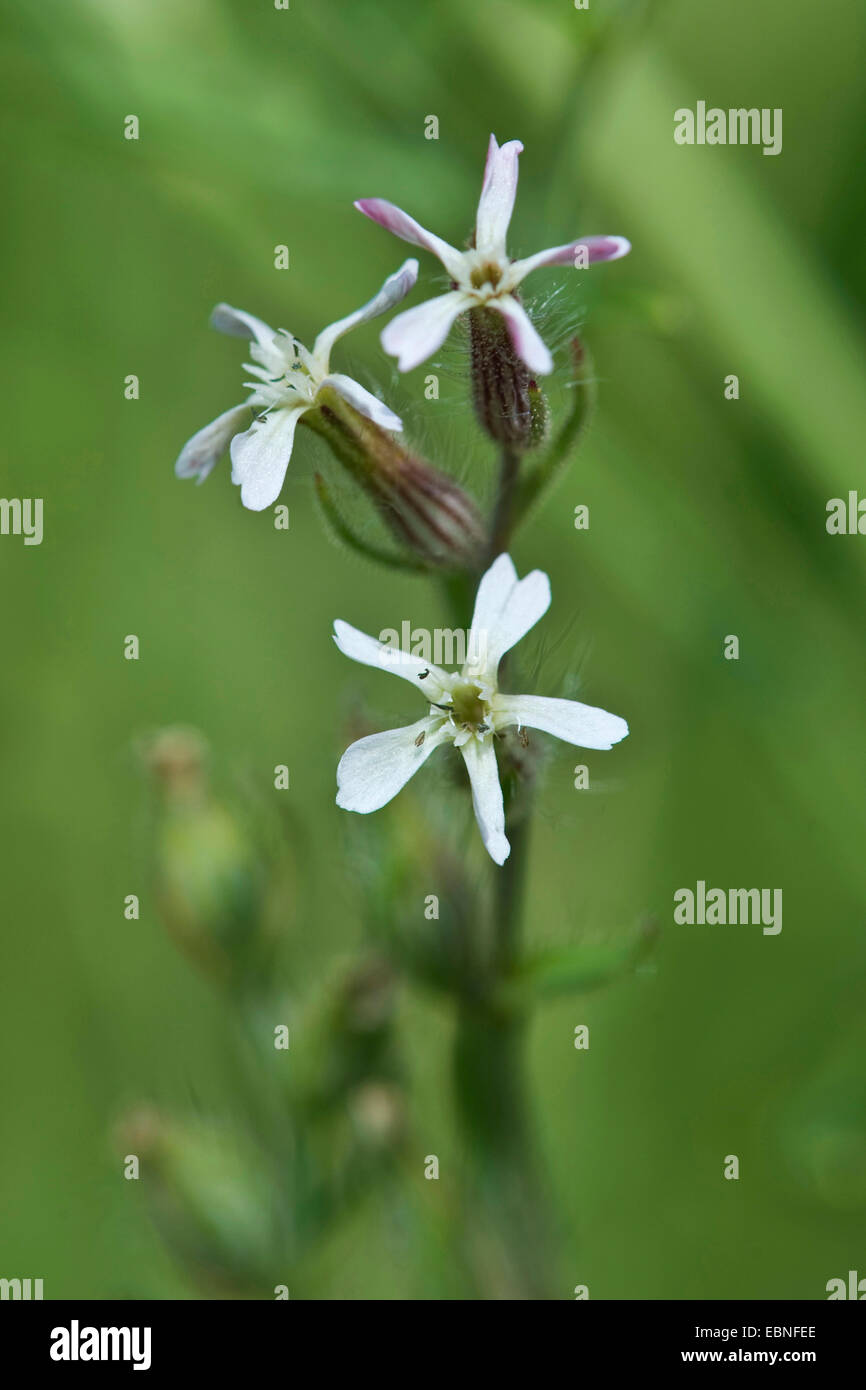 Inglese catchfly, piccolo fiore (catchfly Silene gallica), infiorescenza, Germania Foto Stock