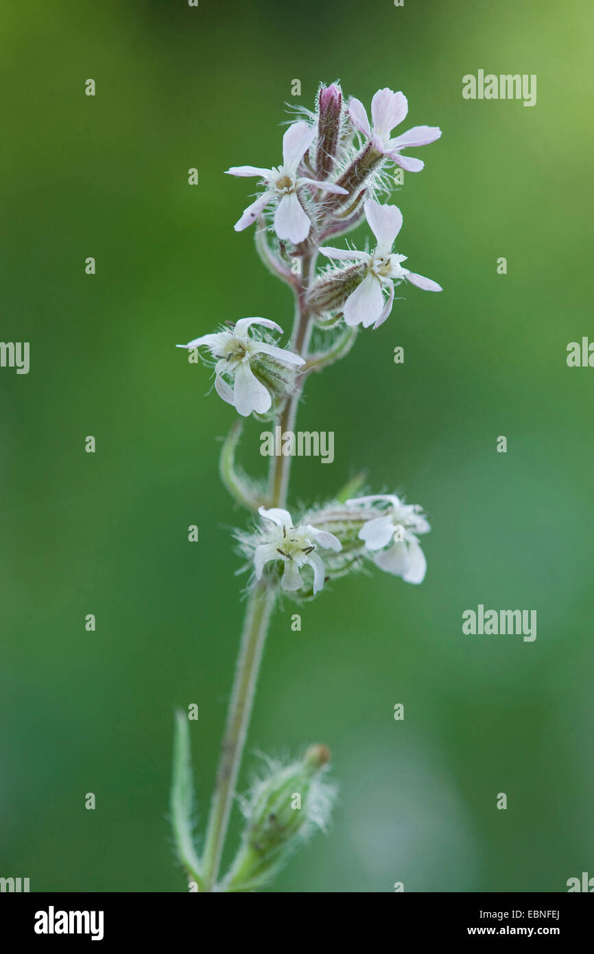 Inglese catchfly, piccolo fiore (catchfly Silene gallica), infiorescenza Foto Stock
