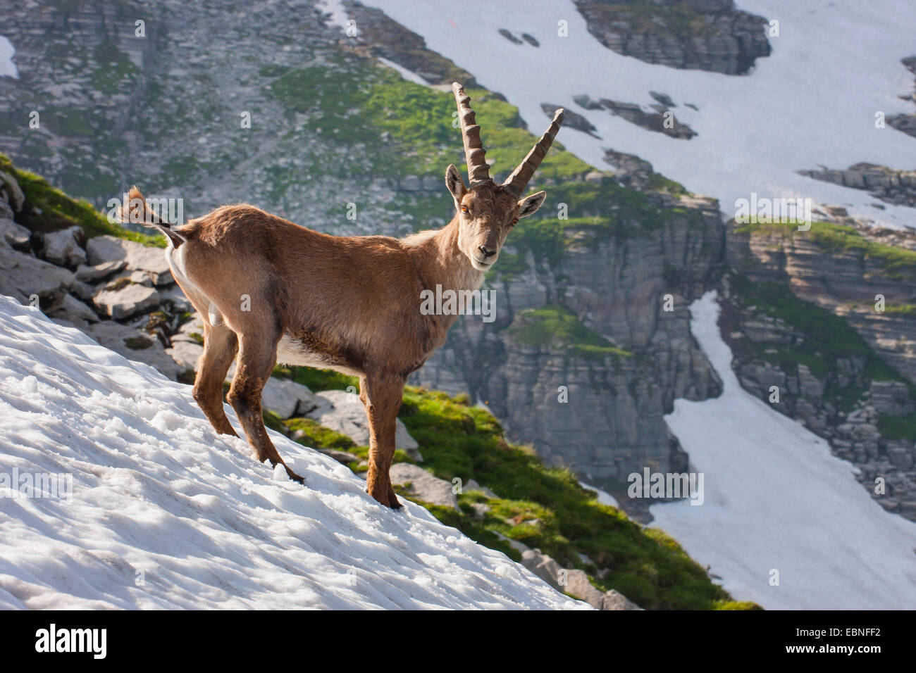 Stambecco delle Alpi (Capra ibex, Capra ibex ibex), in piedi su un pendio di neve, Svizzera, Toggenburgo, Chaeserrugg Foto Stock
