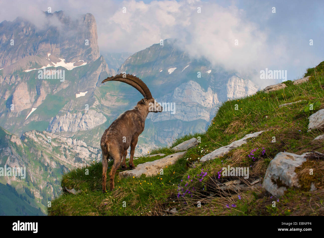 Stambecco delle Alpi (Capra ibex, Capra ibex ibex), maschio di vedetta, Svizzera, Toggenburgo, Chaeserrugg Foto Stock