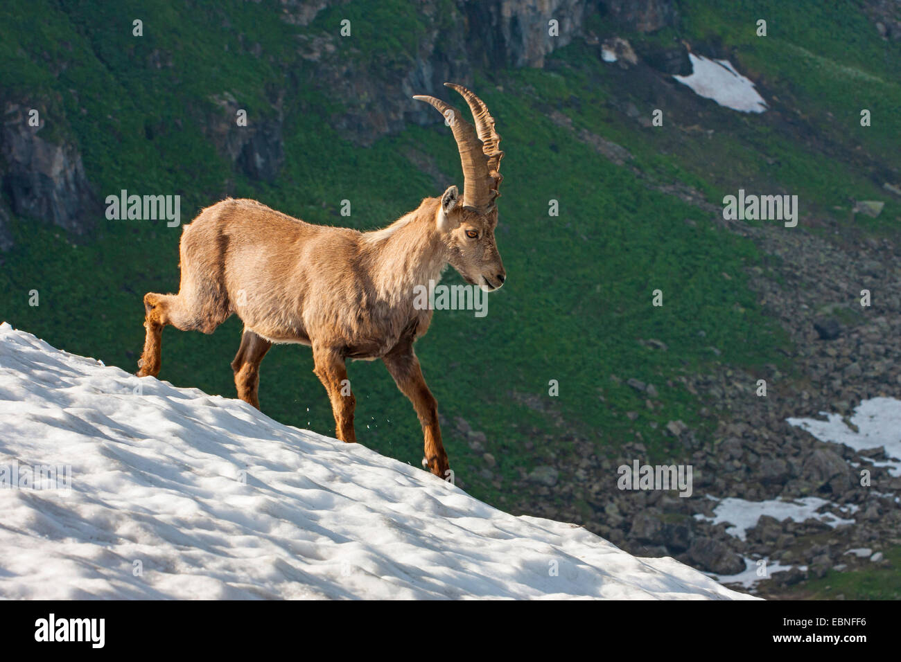 Stambecco delle Alpi (Capra ibex, Capra ibex ibex), camminando su un ripido pendio di neve, Svizzera, Toggenburgo, Chaeserrugg Foto Stock